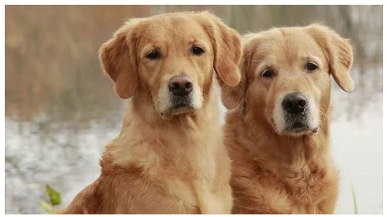 നഗരം വൃത്തിയായി കിടക്കണം; വളര്‍ത്തു നായകളുടെ ഡിഎന്‍എ പരിശോധന നിര്‍ബന്ധമാക്കി ഈ നഗരം 