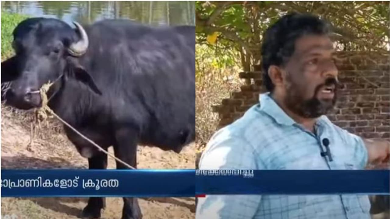 മിണ്ടാപ്രാണികളോട് കൊടും ക്രൂരത; മേയാൻവിട്ട പോത്തുകളെ വെട്ടിപ്പരിക്കേൽപ്പിച്ചു മിണ്ടാപ്രാണികളോട് കൊടും ക്രൂരത; മേയാൻവിട്ട പോത്തുകളെ വെട്ടിപ്പരിക്കേൽപ്പിച്ചു