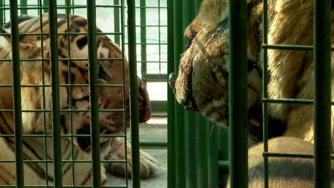 പരിക്ക് ഭേദമായില്ല, രുദ്രന് വീണ്ടും ശസ്ത്രക്രിയ, കൂട്ടായി ഇനി അനാക്കോണ്ടയുമെത്തും, പുത്തൂരിൽ വമ്പന് പദ്ധതികൾ പരിക്ക് ഭേദമായില്ല, രുദ്രന് വീണ്ടും ശസ്ത്രക്രിയ, കൂട്ടായി ഇനി അനാക്കോണ്ടയുമെത്തും, പുത്തൂരിൽ വമ്പന് പദ്ധതികൾ