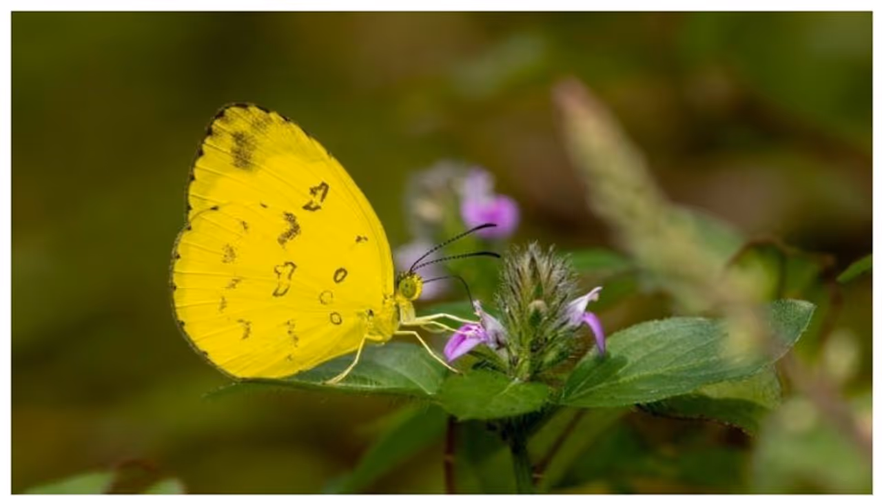 പറമ്പിക്കുളത്ത് 11 പുതിയ അതിഥികള്; പക്ഷികള്, തുമ്പികള്, ചിത്രശലഭങ്ങള് വൈവിധ്യങ്ങളില് വര്ദ്ധനവ് ! പറമ്പിക്കുളത്ത് 11 പുതിയ അതിഥികള്; പക്ഷികള്, തുമ്പികള്, ചിത്രശലഭങ്ങള് വൈവിധ്യങ്ങളില് വര്ദ്ധനവ് !