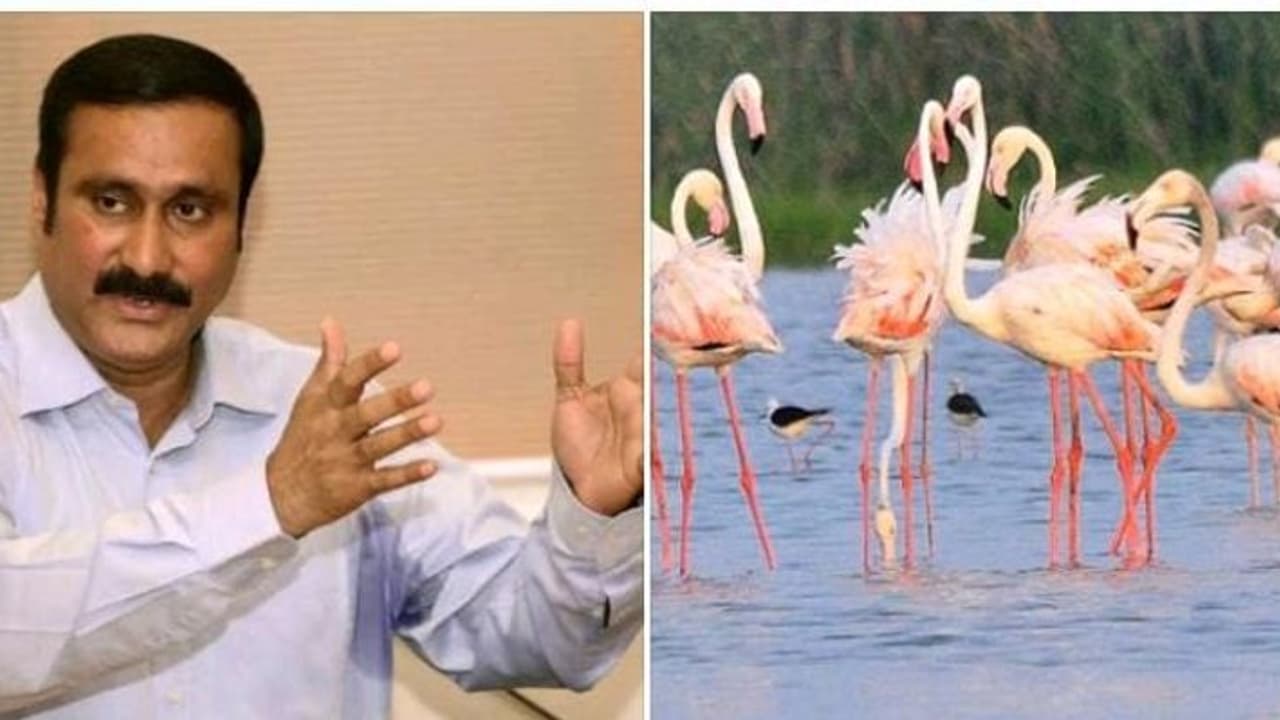 ஈசிஆர் பகுதியை பாதுகாக்கப்பட்ட பறவைகள் வாழிடமாக அறிவியுங்கள்! ஹெலிகாப்டர் சுற்றுலாவை தடை செய்யுங்க அன்புமணி ஈசிஆர் பகுதியை பாதுகாக்கப்பட்ட பறவைகள் வாழிடமாக அறிவியுங்கள்! ஹெலிகாப்டர் சுற்றுலாவை தடை செய்யுங்க அன்புமணி