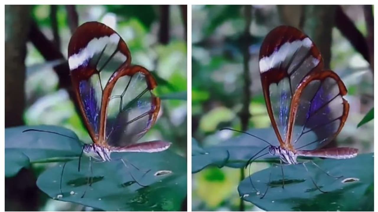 'കണ്ണാടി പോലെ സുതാര്യം'; കണ്ണാടിച്ചിറകന് പൂമ്പാറ്റ, ഒരു അത്യപൂര്വ്വ ശലഭക്കാഴ്ച ! 'കണ്ണാടി പോലെ സുതാര്യം'; കണ്ണാടിച്ചിറകന് പൂമ്പാറ്റ, ഒരു അത്യപൂര്വ്വ ശലഭക്കാഴ്ച !