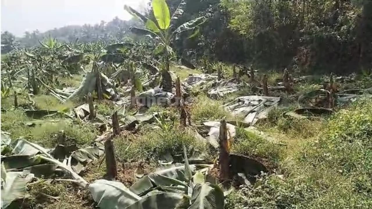 കര്‍ഷകനോട് ചെയ്ത കൊടുംചതി: വിയര്‍പ്പൊഴുക്കി വിളയിച്ച വാഴകൾ വെട്ടിയിട്ടു, കവുങ്ങുകൾ പിഴുതും ക്രൂരത; പൊലീസ് കേസ്