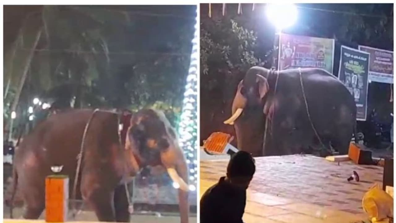 'പാക്കത്ത് ശ്രീക്കുട്ടൻ' ഇടഞ്ഞു, സംഭവം ആറാട്ടിനിടെ; ഭണ്ഡാരം തകർത്തു, പാപ്പാൻ ആശുപത്രിയിൽ 'പാക്കത്ത് ശ്രീക്കുട്ടൻ' ഇടഞ്ഞു, സംഭവം ആറാട്ടിനിടെ; ഭണ്ഡാരം തകർത്തു, പാപ്പാൻ ആശുപത്രിയിൽ