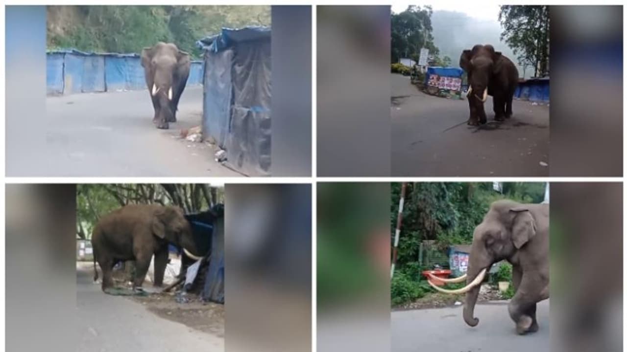 പടയപ്പ വീണ്ടുമെത്തി, കട തകർത്ത്, പഴം കഴിച്ച് മടങ്ങിപ്പോയി! റേഷൻകടയിലെത്തി അരി ഭക്ഷിച്ചത് കഴിഞ്ഞയാഴ്ച