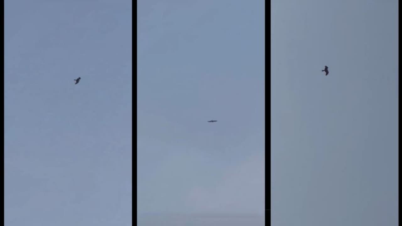 அயோத்தியில் ராமர் சிலை பிரதிஷ்டை செய்யும்போது வானத்தில் வட்டமிட்ட கழுகு! அயோத்தியில் ராமர் சிலை பிரதிஷ்டை செய்யும்போது வானத்தில் வட்டமிட்ட கழுகு!