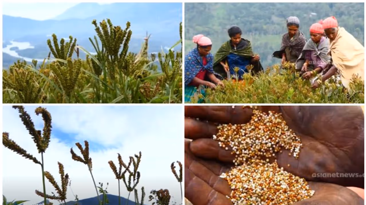 തലയുയർത്തി റാഗി, തരിശുഭൂമിയില്‍ നൂറുമേനി വിളയിച്ച് ശാന്തൻപാറയിലെ കർഷകർ