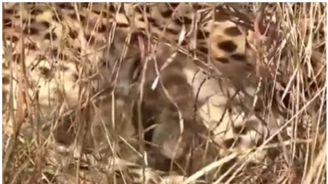 ജ്വാല അമ്മയായി, കുനോയിൽ മൂന്ന് ചീറ്റക്കുഞ്ഞുങ്ങൾ കൂടി, സന്തോഷം പങ്കിട്ട് പരിസ്ഥിതി മന്ത്രി