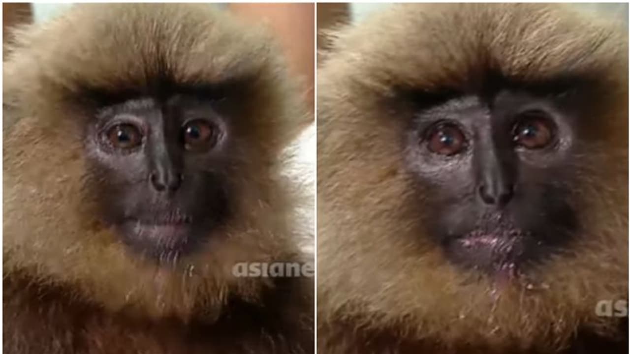 കണ്ണൂരിൽ ടൗണിലിറങ്ങിയ ഹനുമാന് കുരങ്ങിന് ഷോക്കേറ്റു കണ്ണൂരിൽ ടൗണിലിറങ്ങിയ ഹനുമാന് കുരങ്ങിന് ഷോക്കേറ്റു