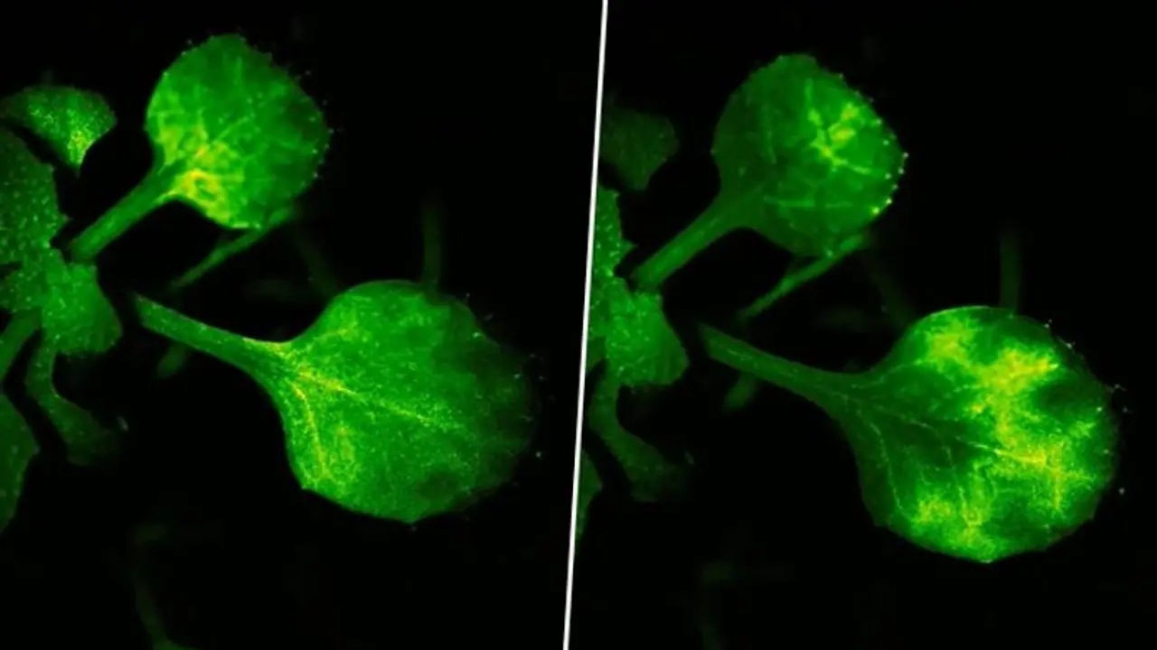 WATCH: Japanese scientists capture groundbreaking footage of plants 'talking' through airborne signals WATCH: Japanese scientists capture groundbreaking footage of plants 'talking' through airborne signals