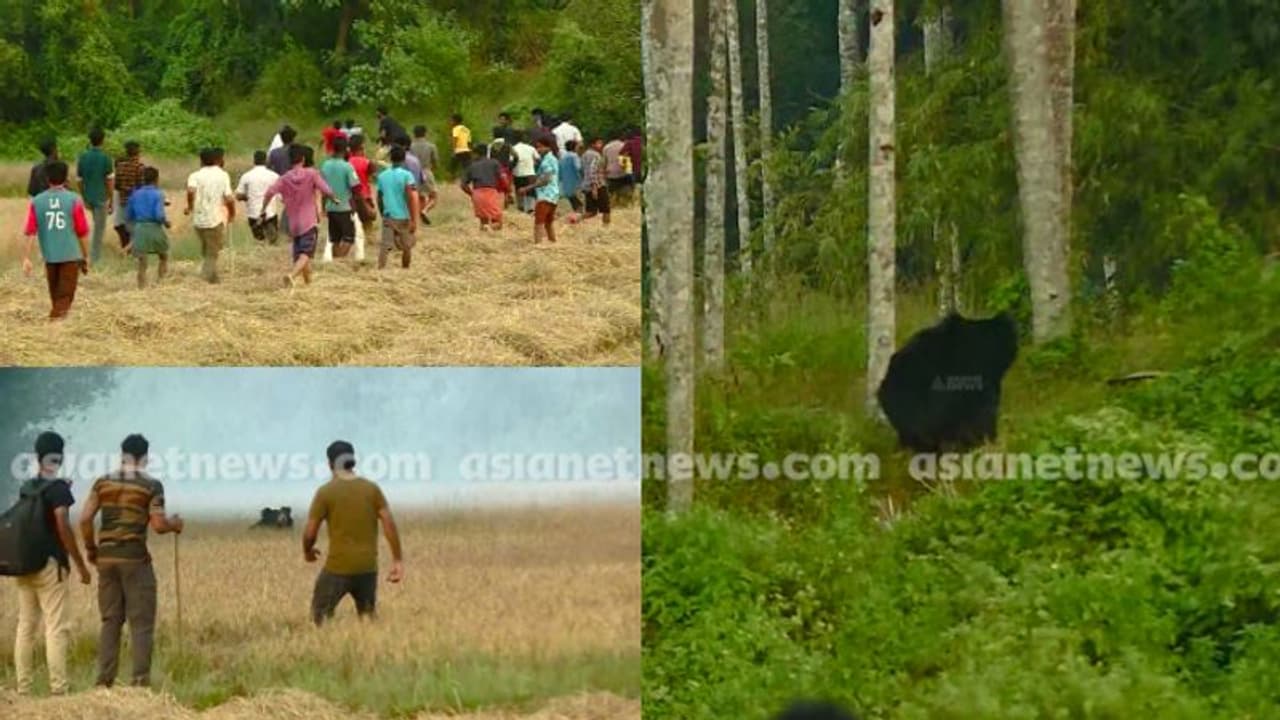 വയനാട്ടിൽ ജനവാസ മേഖലയിലിറങ്ങിയ കരടിയെ പടക്കം പൊട്ടിച്ച് പുറത്ത് ചാടിച്ചു, മയക്കുവെടി വെക്കും വയനാട്ടിൽ ജനവാസ മേഖലയിലിറങ്ങിയ കരടിയെ പടക്കം പൊട്ടിച്ച് പുറത്ത് ചാടിച്ചു, മയക്കുവെടി വെക്കും