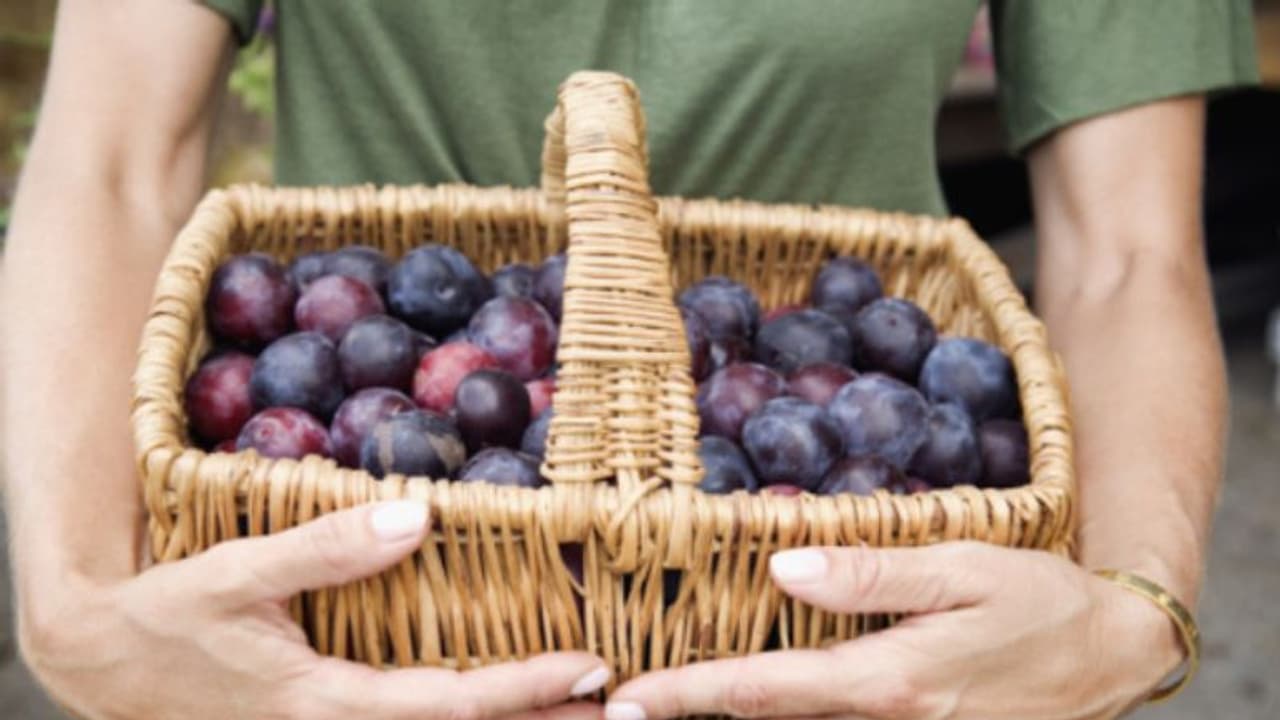 പ്ലം കഴിക്കാന് ഇഷ്ടമാണോ? അറിയാം ഇക്കാര്യങ്ങള്... പ്ലം കഴിക്കാന് ഇഷ്ടമാണോ? അറിയാം ഇക്കാര്യങ്ങള്...