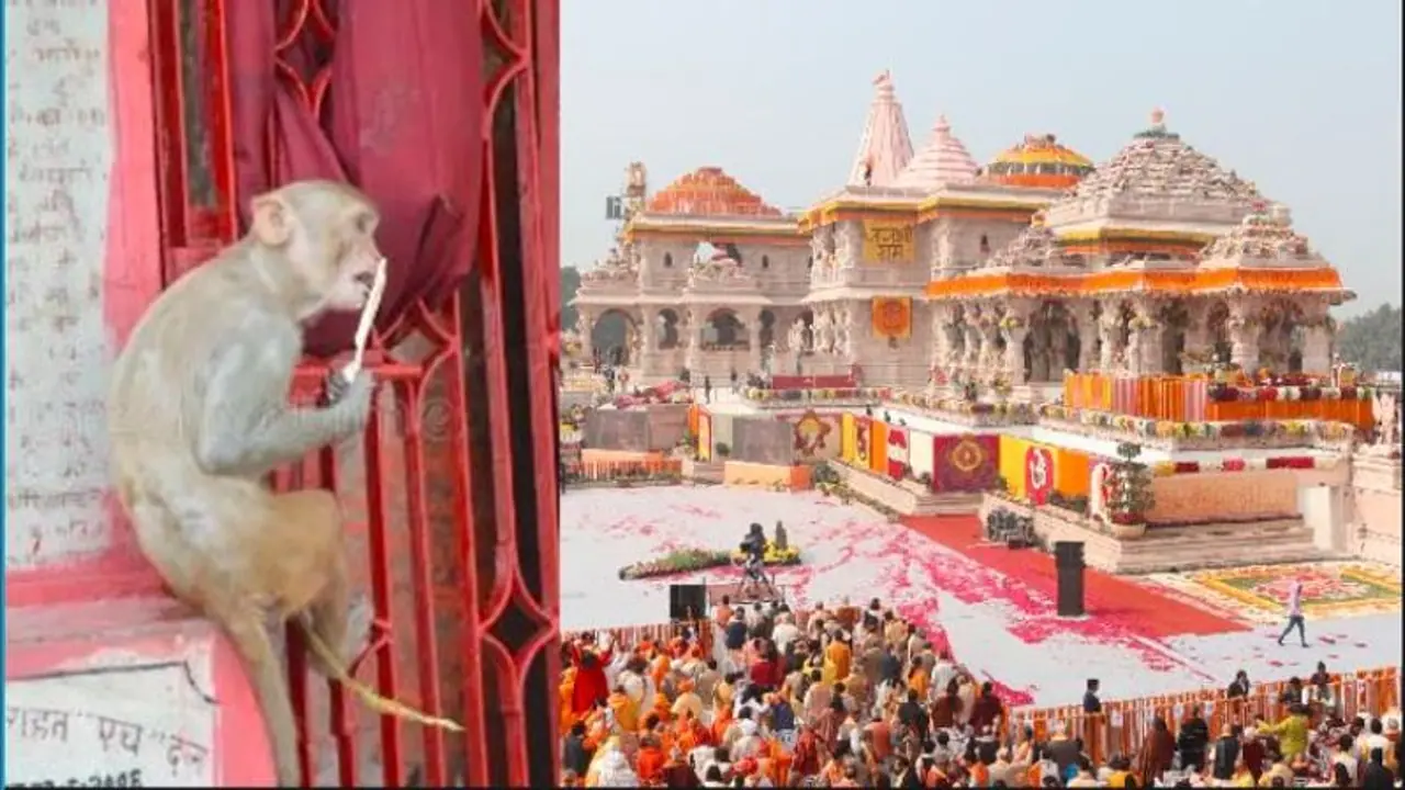'Hanuman ji himself has come...' Here's what Temple Trust said about monkey entering Ram Mandir 'Hanuman ji himself has come...' Here's what Temple Trust said about monkey entering Ram Mandir