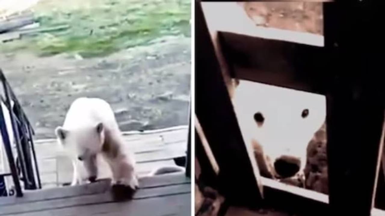 വായിൽ കാൻ കുടുങ്ങി, കണ്ണ് നിറഞ്ഞ് സഹായം തേടി ധ്രുവക്കരടി, മനുഷ്യർ ചെയ്തത് കണ്ടോ? വീഡിയോ വായിൽ കാൻ കുടുങ്ങി, കണ്ണ് നിറഞ്ഞ് സഹായം തേടി ധ്രുവക്കരടി, മനുഷ്യർ ചെയ്തത് കണ്ടോ? വീഡിയോ