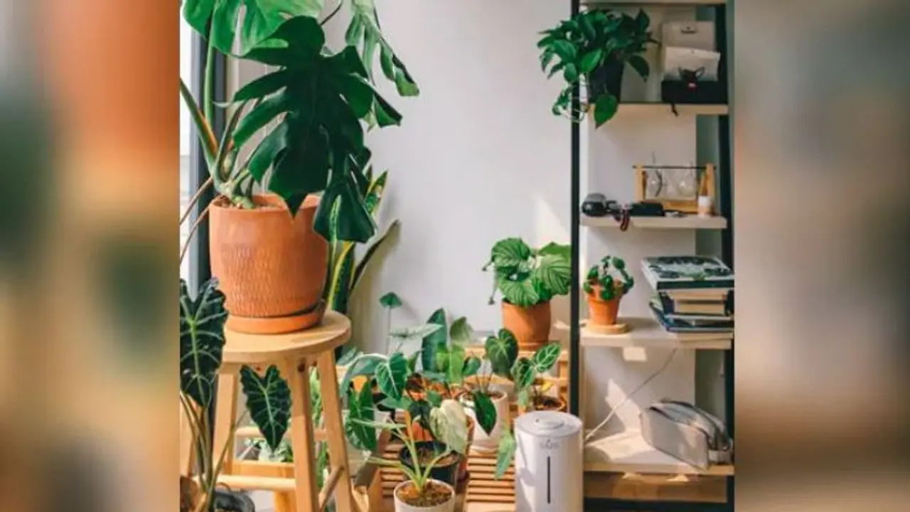 ಮರಗಿಡಗಳು ಪರಸ್ಪರ ಮಾತಾಡ್ತವೆ... ವೀಡಿಯೋ ಸಹಿತ ವಿಚಾರ ತಿಳಿಸಿದ ಜಪಾನ್ ವಿಜ್ಞಾನಿಗಳು ಮರಗಿಡಗಳು ಪರಸ್ಪರ ಮಾತಾಡ್ತವೆ... ವೀಡಿಯೋ ಸಹಿತ ವಿಚಾರ ತಿಳಿಸಿದ ಜಪಾನ್ ವಿಜ್ಞಾನಿಗಳು