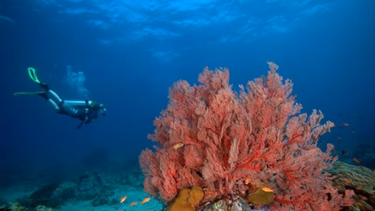 National Tourism Day 2024: Dive into the depths with these 10 stunning scuba diving paradises in India National Tourism Day 2024: Dive into the depths with these 10 stunning scuba diving paradises in India