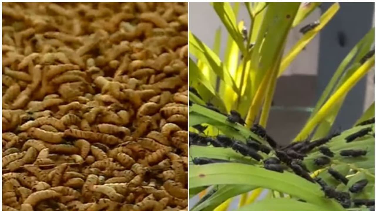 കറുത്ത പടയാളി പുഴുക്കളെ ഇറക്കി പടയൊരുക്കം; ജൈവ മാലിന്യ സംസ്കരണത്തിന് ഇതാ വേറിട്ടൊരു പദ്ധതി കറുത്ത പടയാളി പുഴുക്കളെ ഇറക്കി പടയൊരുക്കം; ജൈവ മാലിന്യ സംസ്കരണത്തിന് ഇതാ വേറിട്ടൊരു പദ്ധതി