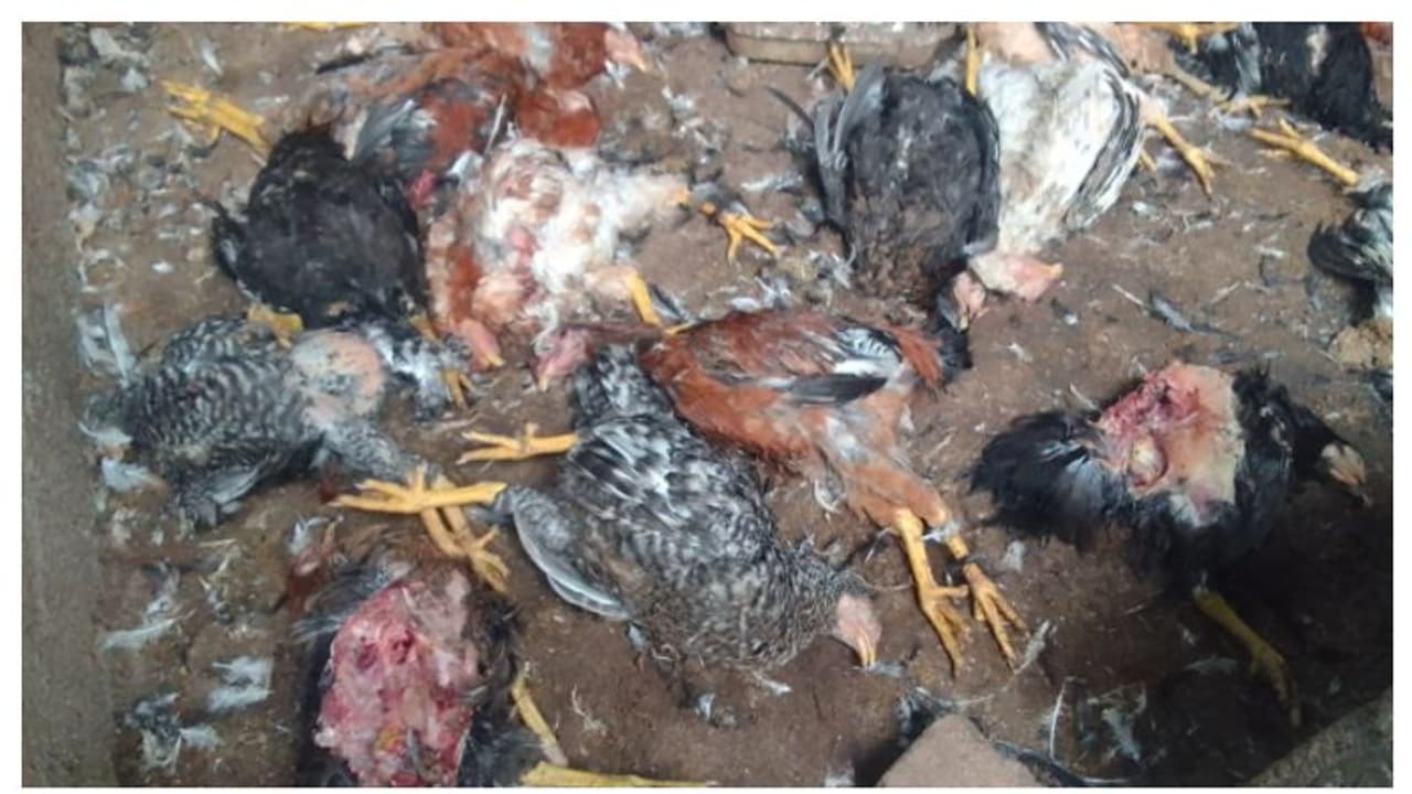അജ്ഞാത ജീവിയുടെ കടിയേറ്റ് കോഴികൾ ചത്തു, ഏറെയും മുട്ടയിടുന്നവ 