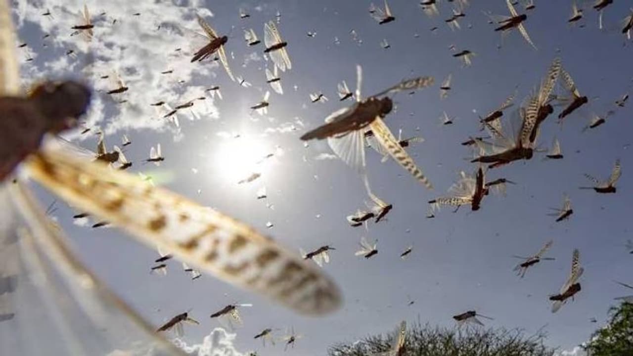 അഫ്​ഗാനിസ്ഥാനിൽ വെട്ടുകിളി ആക്രമണം, 40,000 ലിറ്റര്‍ കീടനാശിനി നൽകി ഇന്ത്യ 