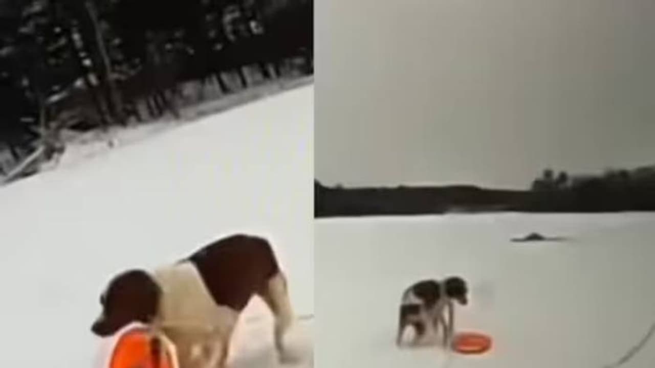 മഞ്ഞുമൂടിയ തടാകത്തിൽ കുടുങ്ങി ഉടമ, നായ കാട്ടിക്കൂട്ടിയത് കണ്ടോ? വീഡിയോ കണ്ട് കണ്ണുതള്ളി നെറ്റിസൺസ് മഞ്ഞുമൂടിയ തടാകത്തിൽ കുടുങ്ങി ഉടമ, നായ കാട്ടിക്കൂട്ടിയത് കണ്ടോ? വീഡിയോ കണ്ട് കണ്ണുതള്ളി നെറ്റിസൺസ്