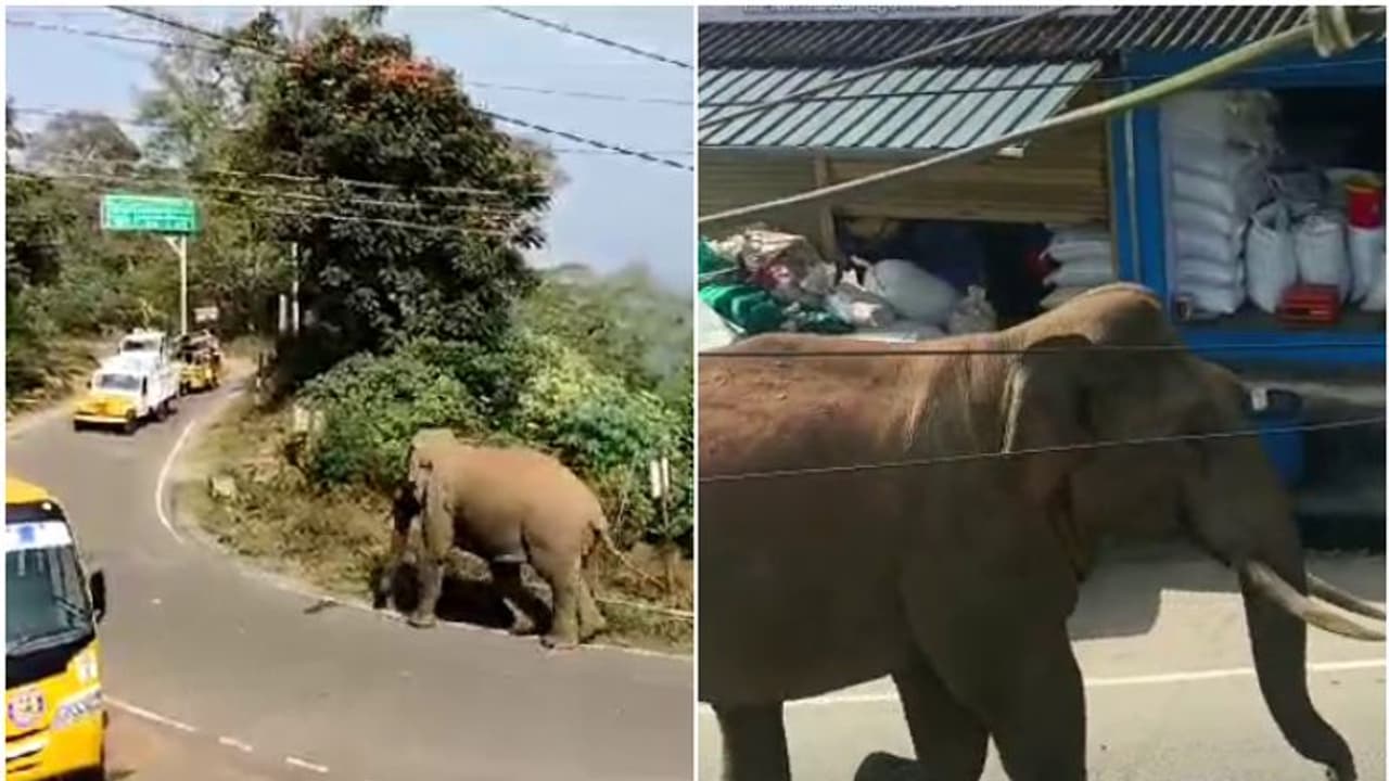 നെല്ലങ്കോട്ട ടൗണില് കാട്ടാനയിറങ്ങി; വാഹനങ്ങള്ക്കുനേരെ ചീറിയടുത്തു നെല്ലങ്കോട്ട ടൗണില് കാട്ടാനയിറങ്ങി; വാഹനങ്ങള്ക്കുനേരെ ചീറിയടുത്തു