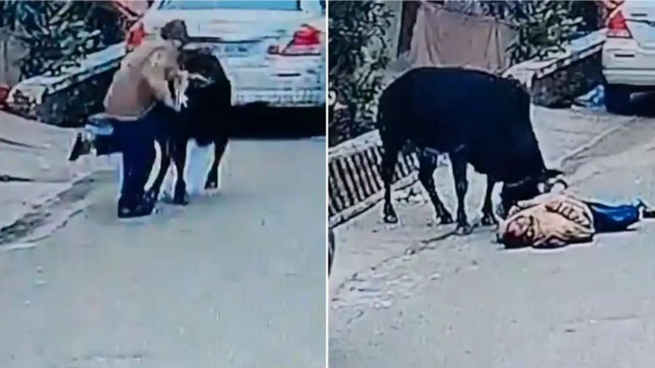 ವಾಕಿಂಗ್ ಹೊರಟ ನಿವೃತ್ತ ಅಧಿಕಾರಿ ಗೂಳಿ ತಿವಿತಕ್ಕೆ ಬಲಿ: ಸೆರೆ ಹಿಡಿಯುವ ವೇಳೆ ಹಗ್ಗ ಬಿಗಿದು ಗೂಳಿಯೂ ಸಾವು ವಾಕಿಂಗ್ ಹೊರಟ ನಿವೃತ್ತ ಅಧಿಕಾರಿ ಗೂಳಿ ತಿವಿತಕ್ಕೆ ಬಲಿ: ಸೆರೆ ಹಿಡಿಯುವ ವೇಳೆ ಹಗ್ಗ ಬಿಗಿದು ಗೂಳಿಯೂ ಸಾವು