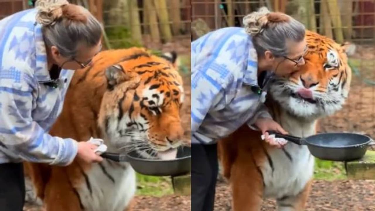 പൂച്ചക്കുട്ടിയെപ്പോലെ കടുവ, സ്നേഹത്തോടെ കെട്ടിപ്പിടിച്ച് സ്ത്രീ, വീഡിയോ കണ്ടത് 24 മില്ല്യണ് പേര് പൂച്ചക്കുട്ടിയെപ്പോലെ കടുവ, സ്നേഹത്തോടെ കെട്ടിപ്പിടിച്ച് സ്ത്രീ, വീഡിയോ കണ്ടത് 24 മില്ല്യണ് പേര്