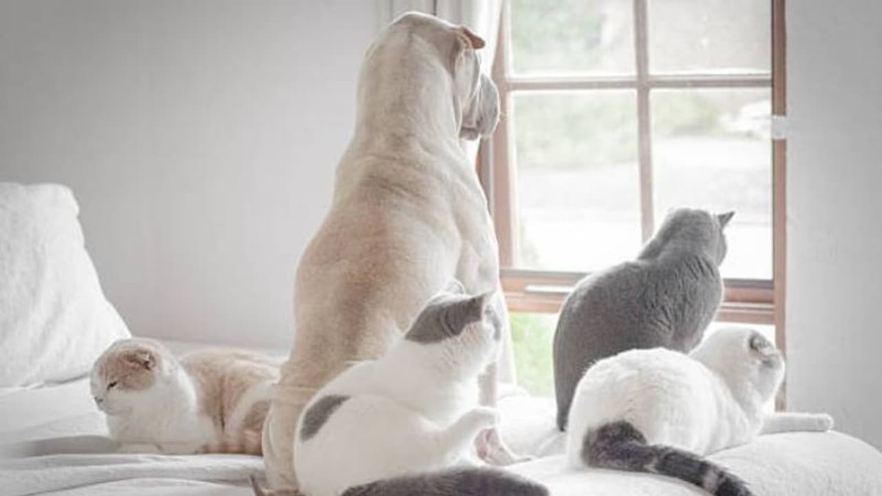 23 കോടിയുടെ സ്വത്ത് വീട്ടിലെ പൂച്ചകൾക്കും പട്ടികൾക്കും, തിരിഞ്ഞുനോക്കാത്ത മക്കൾക്ക് പണികൊടുത്ത് സ്ത്രീ 23 കോടിയുടെ സ്വത്ത് വീട്ടിലെ പൂച്ചകൾക്കും പട്ടികൾക്കും, തിരിഞ്ഞുനോക്കാത്ത മക്കൾക്ക് പണികൊടുത്ത് സ്ത്രീ