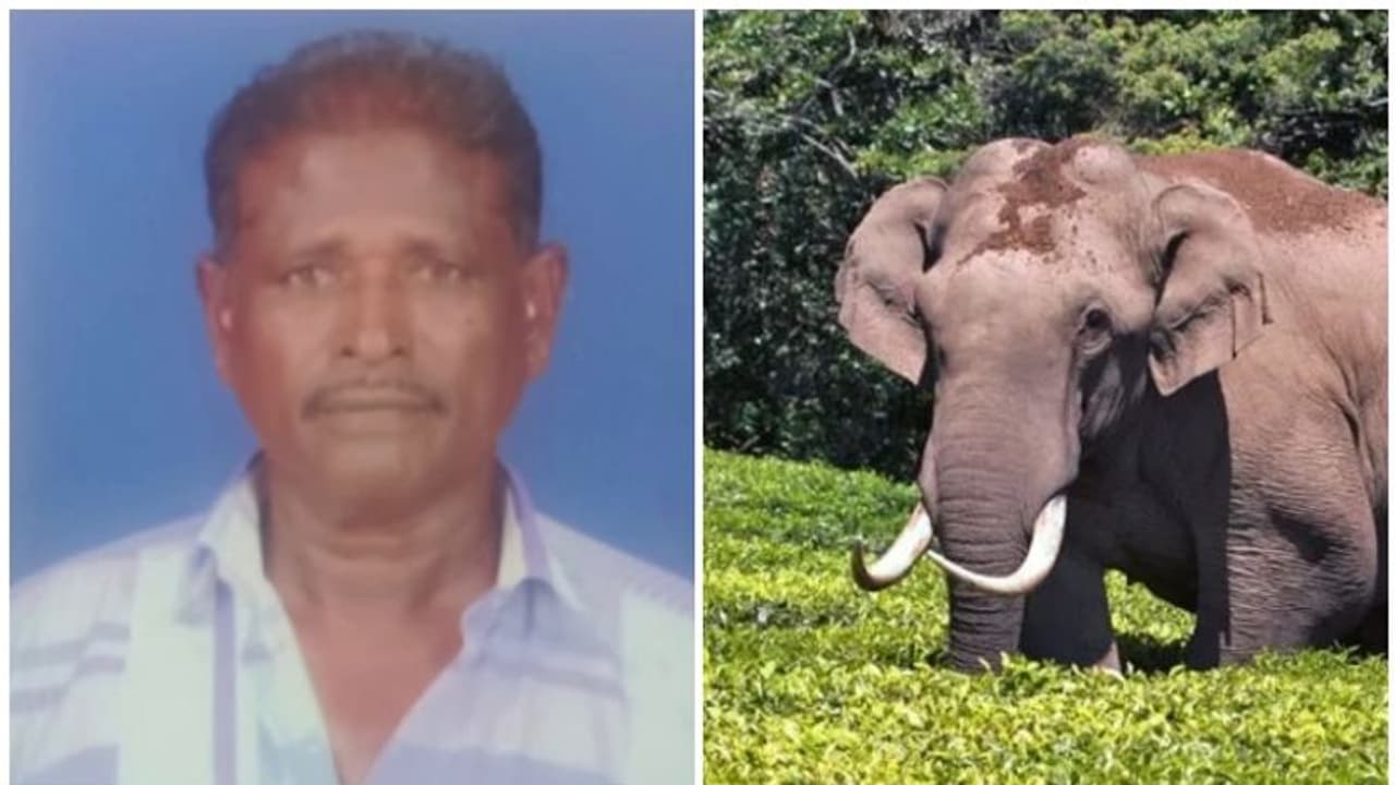 വലതുകാലിന്‍റെ ശേഷിക്കുറവ് കാരണം ഓടാനായില്ല; ചക്കക്കൊമ്പൻ്റെ ആക്രമണത്തില്‍ പരിക്കേറ്റയാള്‍ മരിച്ചു