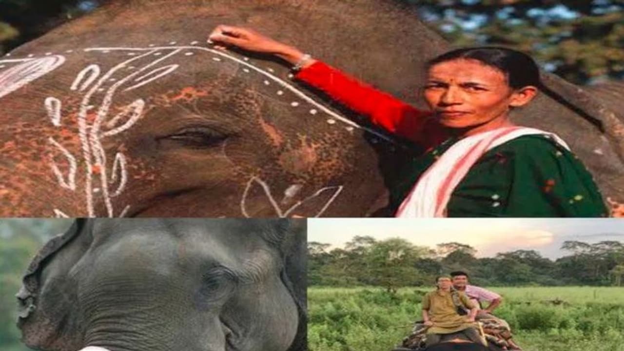 ಪದ್ಮಶ್ರೀ ಪುರಸ್ಕೃತೆ: ರಾಜವಂಶದಲ್ಲಿ ಹುಟ್ಟಿ ಮಾವುತೆಯಾದ ಪರ್ಬತಿ ರೋಚಕ ಸ್ಟೋರಿ ಇದು