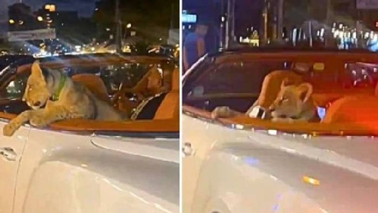 ഈ മനുഷ്യരിതെന്ത് ഭാവിച്ചാണ്? കാറിന്റെ പിൻസീറ്റിൽ സിംഹക്കുട്ടി, വീഡിയോ വൈറൽ, വിമർശിച്ച് നെറ്റിസൺസ് ഈ മനുഷ്യരിതെന്ത് ഭാവിച്ചാണ്? കാറിന്റെ പിൻസീറ്റിൽ സിംഹക്കുട്ടി, വീഡിയോ വൈറൽ, വിമർശിച്ച് നെറ്റിസൺസ്