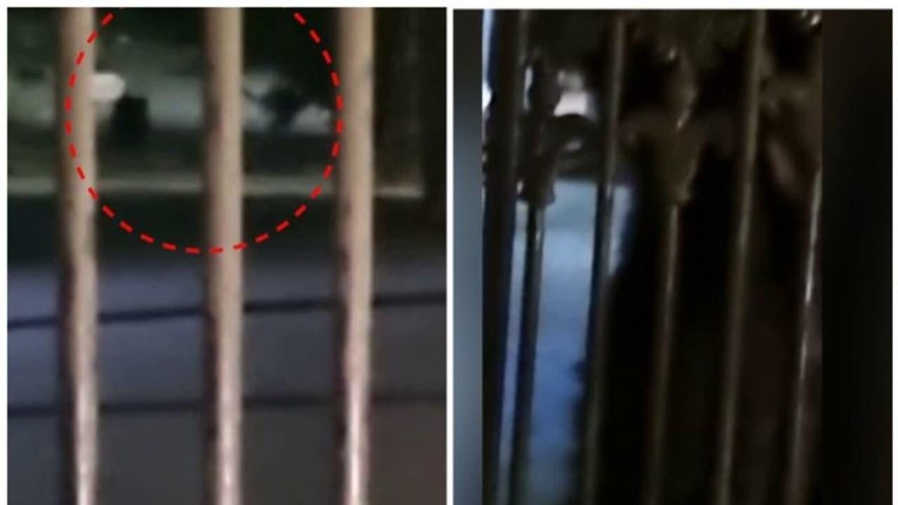 രാത്രി 11 മണിക്ക് ബത്തേരി കോടതി വളപ്പിനുള്ളില്‍ കരടി, ദൃശ്യങ്ങള്‍ പകര്‍ത്തി യാത്രക്കാര്‍, ആശങ്കയില്‍ നാട്