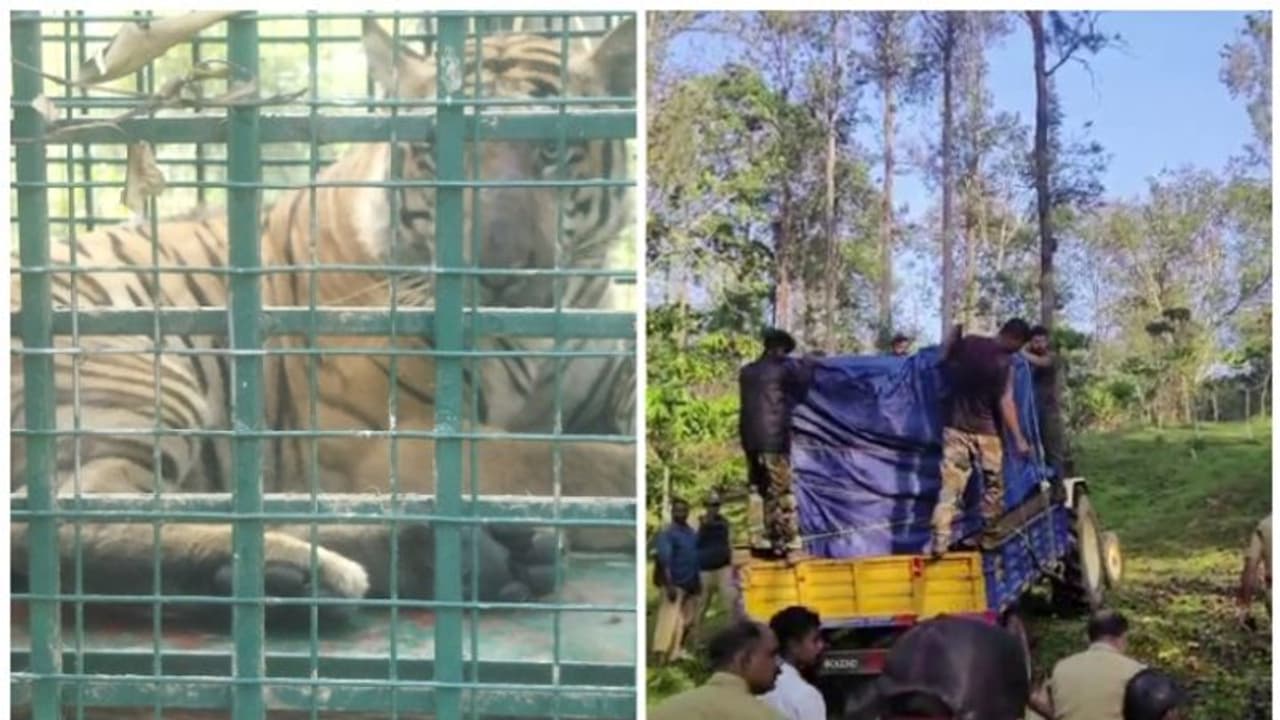 ഒടുവിൽ സൌത്ത് വയനാട് ഒമ്പതാമനും പുത്തൂരിൽ 