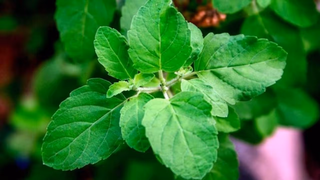 തുളസിയില കഴിക്കുന്നത് കൊണ്ട് ശരിക്ക് എന്തെങ്കിലും ഗുണമുണ്ടോ? ആയുര്വേദം പറയുന്നത്... തുളസിയില കഴിക്കുന്നത് കൊണ്ട് ശരിക്ക് എന്തെങ്കിലും ഗുണമുണ്ടോ? ആയുര്വേദം പറയുന്നത്...