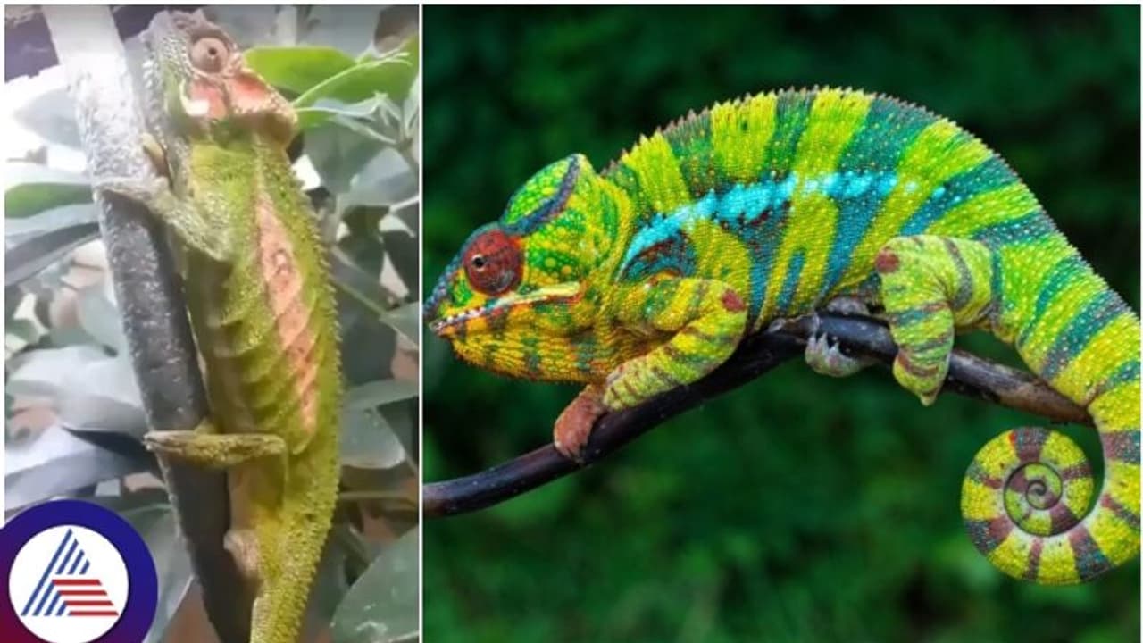 ಊಸರವಳ್ಳಿ ಬಣ್ಣ ಬದಲಾಯಿಸೋದು ನೋಡಿರ್ತೀರಿ.., ಆದ್ರೆ ಮರಿ ಹಾಕೋದು ನೋಡಿದ್ದೀರಾ? ಊಸರವಳ್ಳಿ ಬಣ್ಣ ಬದಲಾಯಿಸೋದು ನೋಡಿರ್ತೀರಿ.., ಆದ್ರೆ ಮರಿ ಹಾಕೋದು ನೋಡಿದ್ದೀರಾ?