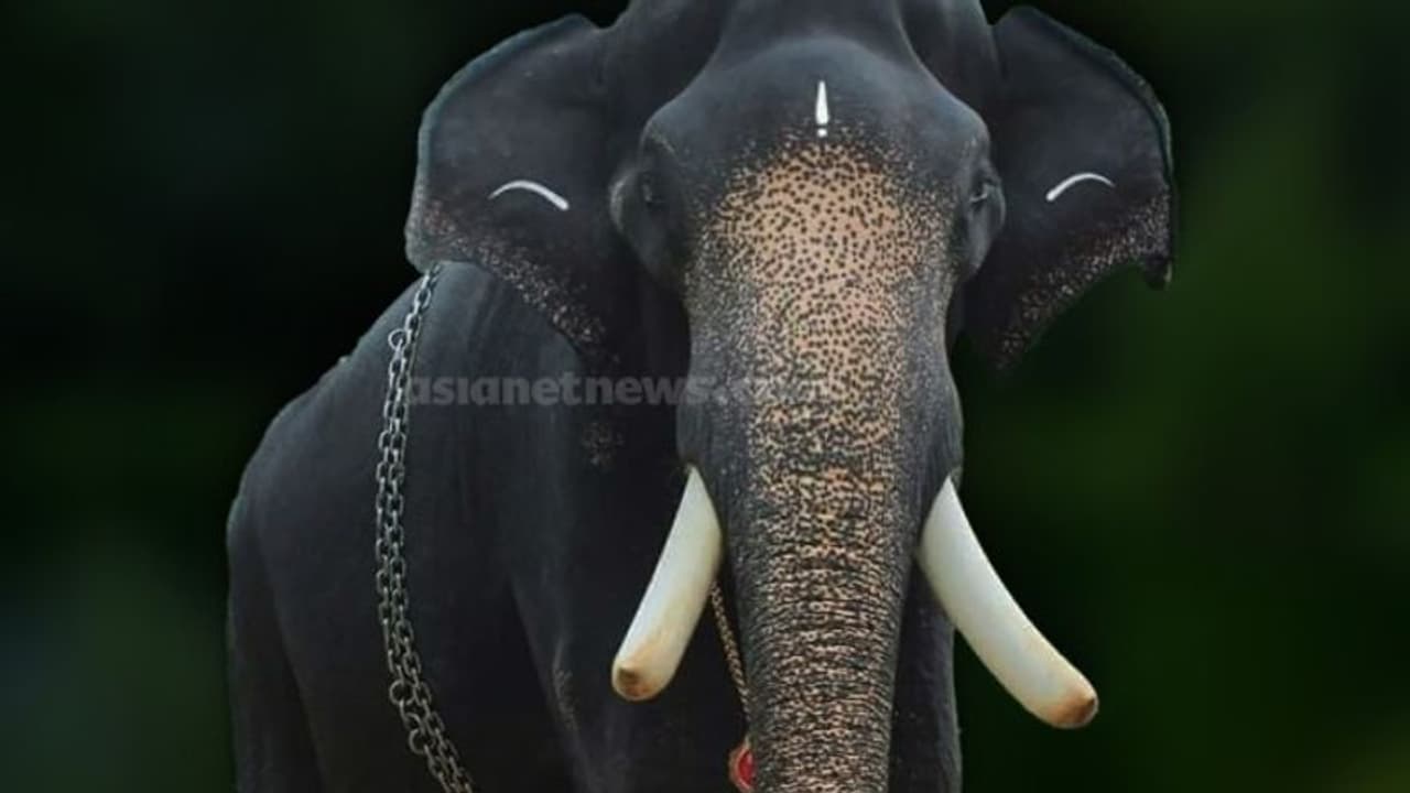 ഗുരുവായൂര്‍ ദേവസ്വത്തിന്റെ കൊമ്പൻ കണ്ണന് വിട: സംസ്ഥാനത്ത് ഒരു കൊമ്പനാന കൂടി ചരിഞ്ഞു