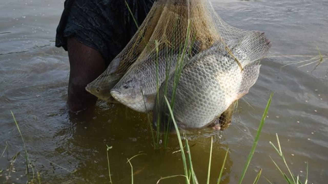 മത്സ്യ കർഷകരുടെ പരാതി, മുന്നിയൂർ ഗ്രാമപഞ്ചായത്തിന് വമ്പൻ തിരിച്ചടി; നഷ്ടപരിഹാരമായി നൽകേണ്ടത് രണ്ട് ലക്ഷം മത്സ്യ കർഷകരുടെ പരാതി, മുന്നിയൂർ ഗ്രാമപഞ്ചായത്തിന് വമ്പൻ തിരിച്ചടി; നഷ്ടപരിഹാരമായി നൽകേണ്ടത് രണ്ട് ലക്ഷം