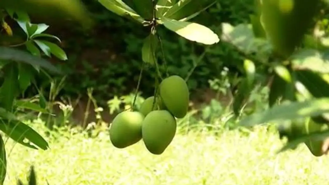 മാങ്ങ മോഷണം, പെറ്റി കേസല്ലേ എന്നാണോ? പോയത് കുറച്ചൊന്നുമല്ല, കിലോ 160 വിലയുള്ള 800 കെജി, ദുരിതം പാലക്കാട്ട് മാങ്ങ മോഷണം, പെറ്റി കേസല്ലേ എന്നാണോ? പോയത് കുറച്ചൊന്നുമല്ല, കിലോ 160 വിലയുള്ള 800 കെജി, ദുരിതം പാലക്കാട്ട്