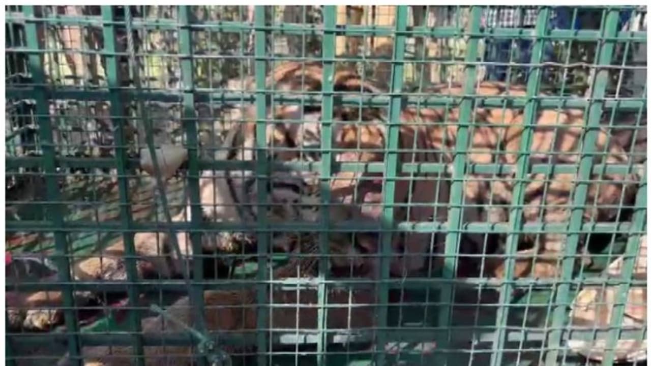 'പല്ല് പോയി, ഇര പിടിക്കാനാവില്ല', മുള്ളൻകൊല്ലിയിലെ കടുവയ്ക്ക് ഒടുവിൽ മൃഗശാലയിൽ പുനരധിവാസം 