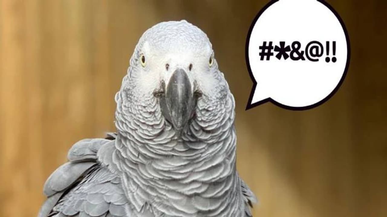 കണ്ടറിയണം കോശീ... വാ തുറന്നാൽ പച്ചത്തെറി മാത്രം വിളിക്കുന്ന തത്തകൾ തിരിച്ച് വരുന്നു, ഇനിയെന്തും സംഭവിക്കാം കണ്ടറിയണം കോശീ... വാ തുറന്നാൽ പച്ചത്തെറി മാത്രം വിളിക്കുന്ന തത്തകൾ തിരിച്ച് വരുന്നു, ഇനിയെന്തും സംഭവിക്കാം