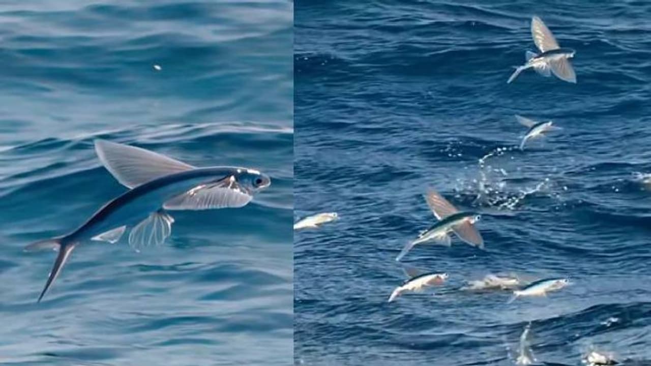 പക്ഷികൾ പോലും നാണിച്ചുപോകും, അമ്പമ്പോ 650 അടി ഉയരത്തിൽ പറക്കുന്ന മത്സ്യം പക്ഷികൾ പോലും നാണിച്ചുപോകും, അമ്പമ്പോ 650 അടി ഉയരത്തിൽ പറക്കുന്ന മത്സ്യം