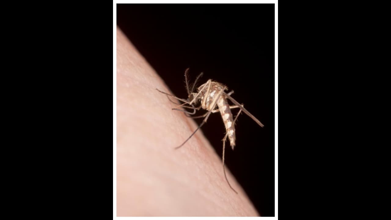 വെസ്റ്റ് നൈല്‍ പനിക്കെതിരെ ജാഗ്രത വേണമെന്ന് ആരോഗ്യവകുപ്പ്,മഴക്കാല പൂര്‍വ്വ ശുചീകരണ പ്രവര്‍ത്തനങ്ങൾ നടപ്പാക്കണം