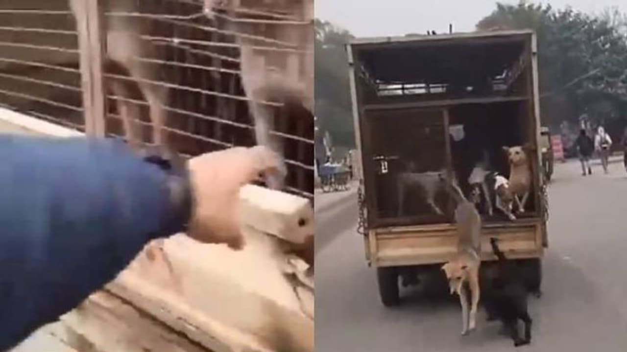 ബട്ട് വൈ? ഓടുന്ന കോര്പ്പറേഷന് വണ്ടിയില് നിന്നും നായകളെ ഇറക്കിവിട്ട് ബൈക്ക് യാത്രക്കാരൻ..! ബട്ട് വൈ? ഓടുന്ന കോര്പ്പറേഷന് വണ്ടിയില് നിന്നും നായകളെ ഇറക്കിവിട്ട് ബൈക്ക് യാത്രക്കാരൻ..!