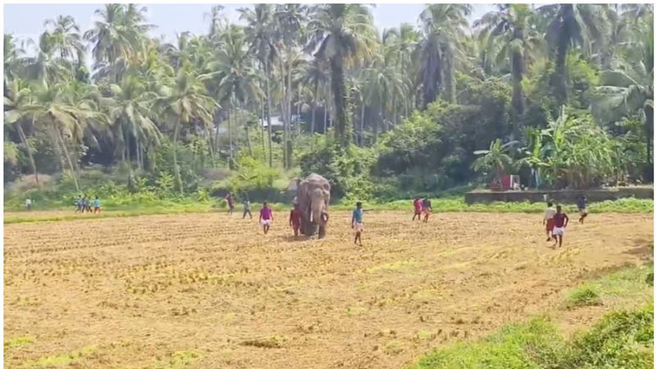  വെള്ളം കുടിയ്ക്കുന്നതിനിടെ മുന്നിലെത്തിയ പോത്തിനെ കണ്ടു; കുന്നംകുളത്ത് ആന വിരണ്ടോടി