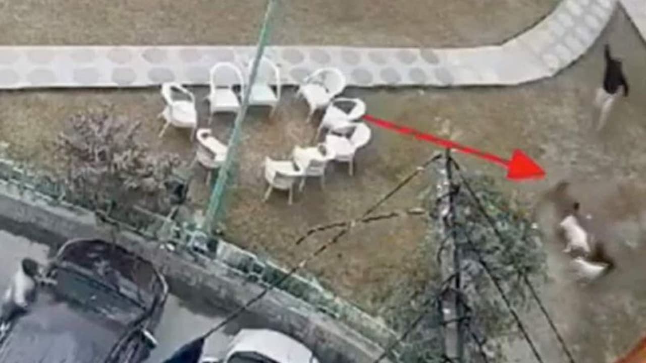 குழந்தையைச் சுற்றிவளைத்து கடித்துக் குதறிய தெருநாய்கள்! வைரலாகும் ஷாக்கிங் வீடியோ!