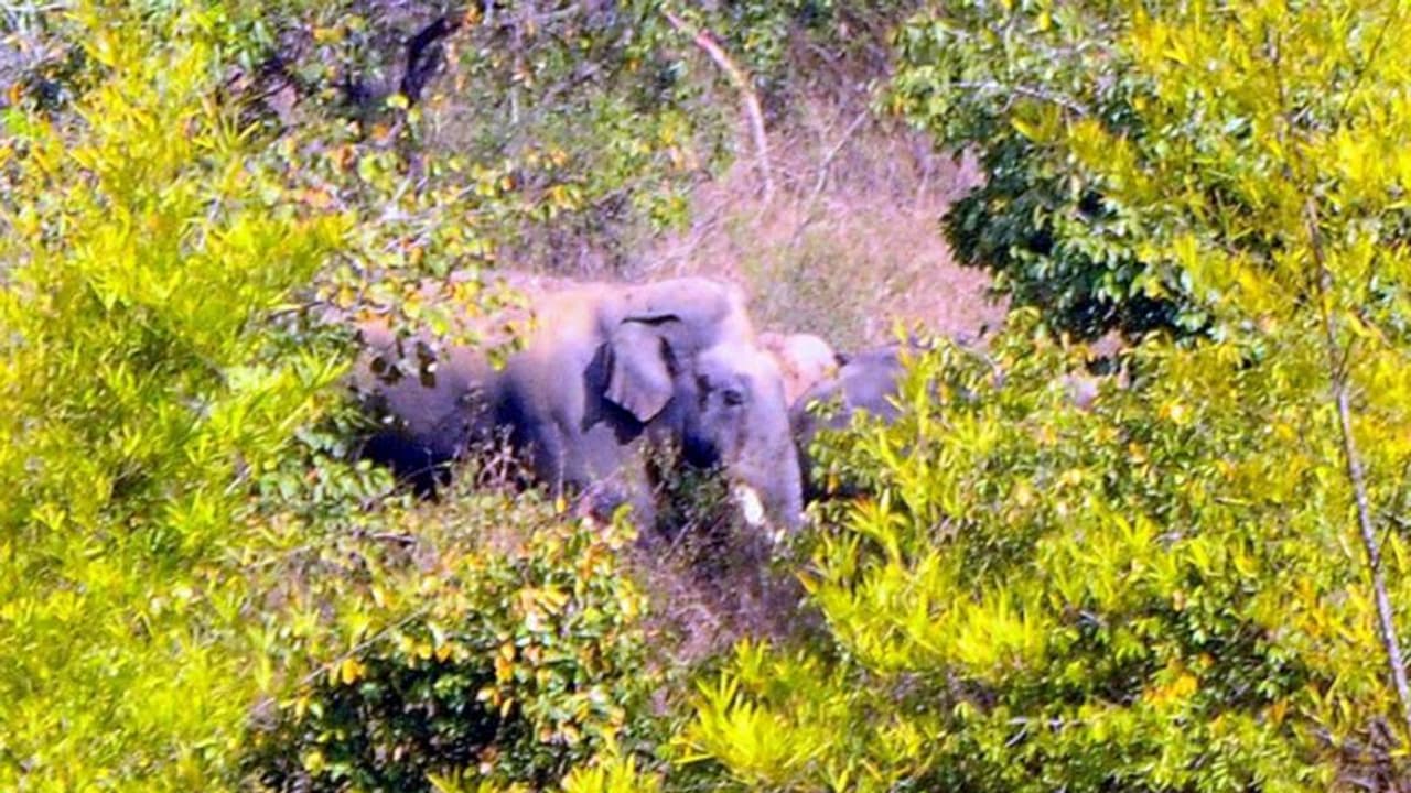 ಬೀಟಮ್ಮ ಗ್ಯಾಂಗ್ನಲ್ಲಿರುವ ಹಂತಕ ಸಲಗ ಭೀಮ: ಸಿಕ್ಕ ಸಿಕ್ಕ ಕಡೆ ಸಂಚಾರ ಮಾಡುತ್ತಿರುವ ಕಾಡಾನೆ ಹಿಂಡು ಬೀಟಮ್ಮ ಗ್ಯಾಂಗ್ನಲ್ಲಿರುವ ಹಂತಕ ಸಲಗ ಭೀಮ: ಸಿಕ್ಕ ಸಿಕ್ಕ ಕಡೆ ಸಂಚಾರ ಮಾಡುತ್ತಿರುವ ಕಾಡಾನೆ ಹಿಂಡು