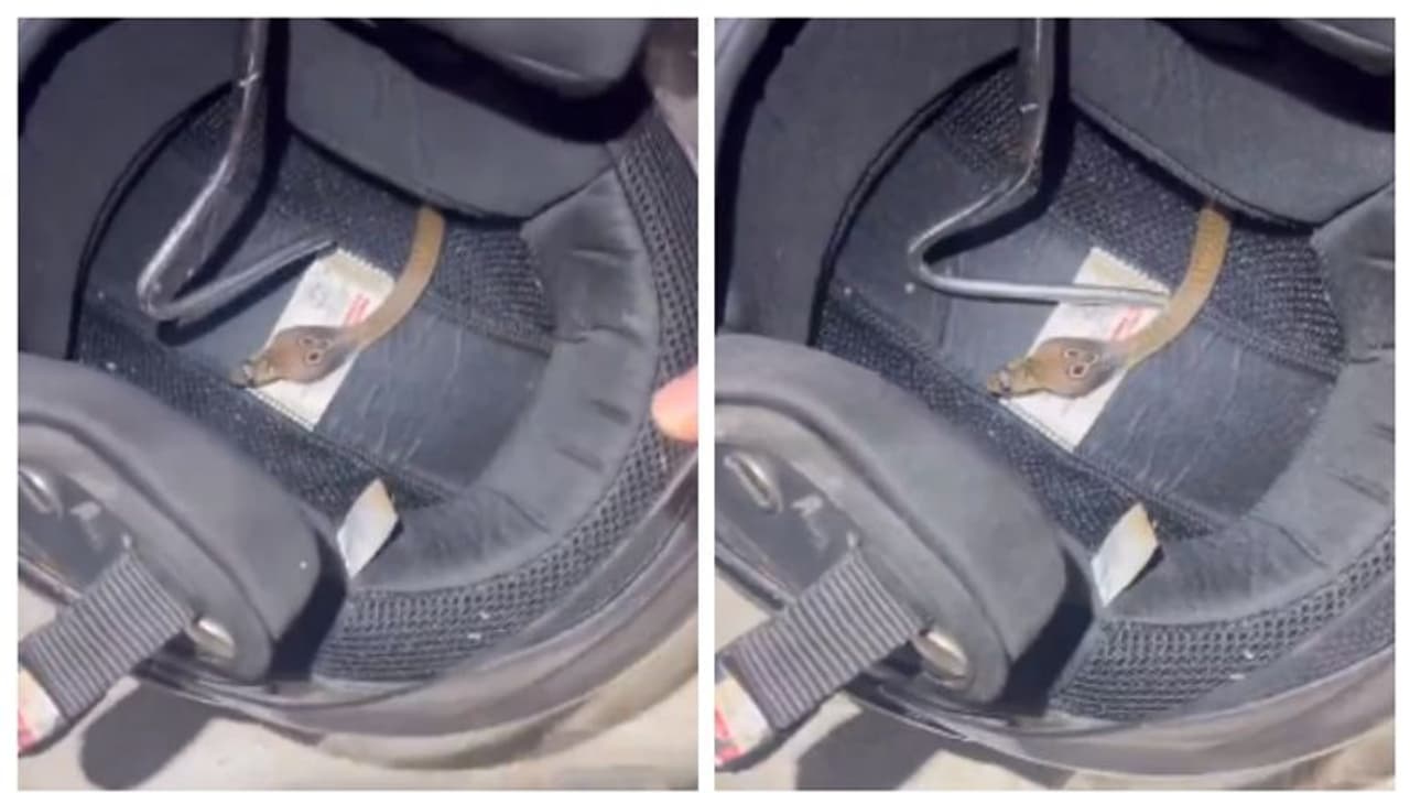 ഹെല്മറ്റ് എടുത്ത് തലയിലോട്ട് വയ്ക്കാന് വരട്ടെ, അതിനുള്ളിലെ ആളെ കണ്ടോ ? ഞെട്ടിപ്പിക്കുന്ന വീഡിയോ ഹെല്മറ്റ് എടുത്ത് തലയിലോട്ട് വയ്ക്കാന് വരട്ടെ, അതിനുള്ളിലെ ആളെ കണ്ടോ ? ഞെട്ടിപ്പിക്കുന്ന വീഡിയോ