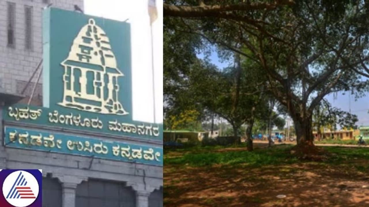 Bengaluru: BBMP begins ambitious tree census to preserve city's green canopy; Each tree to get numbered Bengaluru: BBMP begins ambitious tree census to preserve city's green canopy; Each tree to get numbered