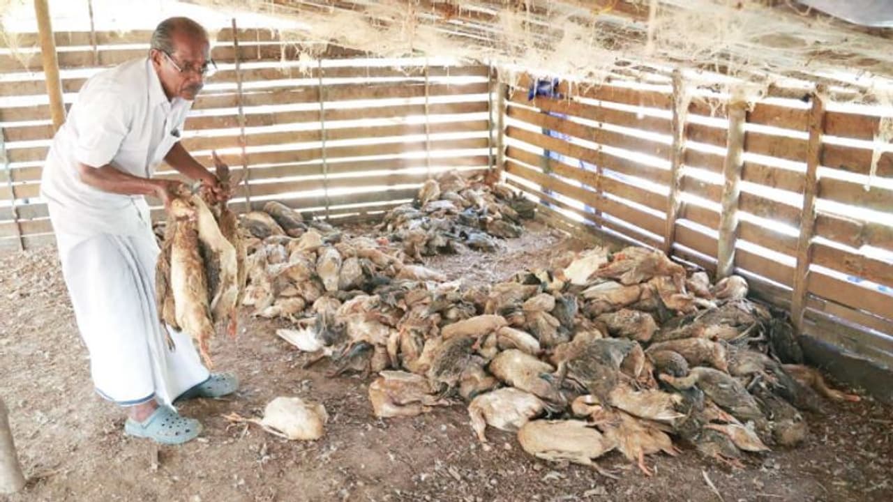 തെരുവുനായക്കൂട്ടം കൂട് തകർത്ത് ഉള്ളിൽക്കയറി, മുട്ടയിടുന്ന അഞ്ഞൂറോളം താറാവുകളെ കടിച്ചുകൊന്നെന്ന് പരാതി തെരുവുനായക്കൂട്ടം കൂട് തകർത്ത് ഉള്ളിൽക്കയറി, മുട്ടയിടുന്ന അഞ്ഞൂറോളം താറാവുകളെ കടിച്ചുകൊന്നെന്ന് പരാതി