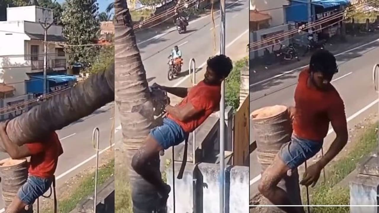 ವೈರಲ್ ಆಯ್ತು ತೆಂಗಿನ ಮರ ಕಡಿಯುವ ವೀಡಿಯೋ : ಎರಡೂವರೆ ಗಂಟೆಯಲ್ಲಿ 5 ಮಿಲಿಯನ್ ಜನರಿಂದ ವೀಕ್ಷಣೆ